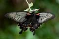 276 Gelbrand-Schwalbenschwanz - Papilio lowii
